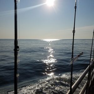 Meet your Posher, Tony